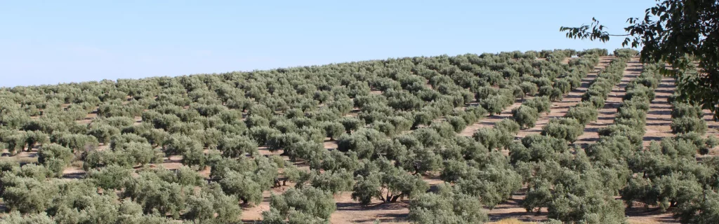 La Junta de Andalucia y Garantia dan un paso historico para facilitar la liquidez del sector primario hemeroteca cesgar web